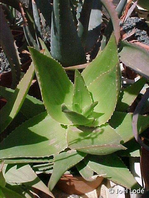 Aloe deltoideodonta v. fallax non ibitiensis ©JLcoll.302